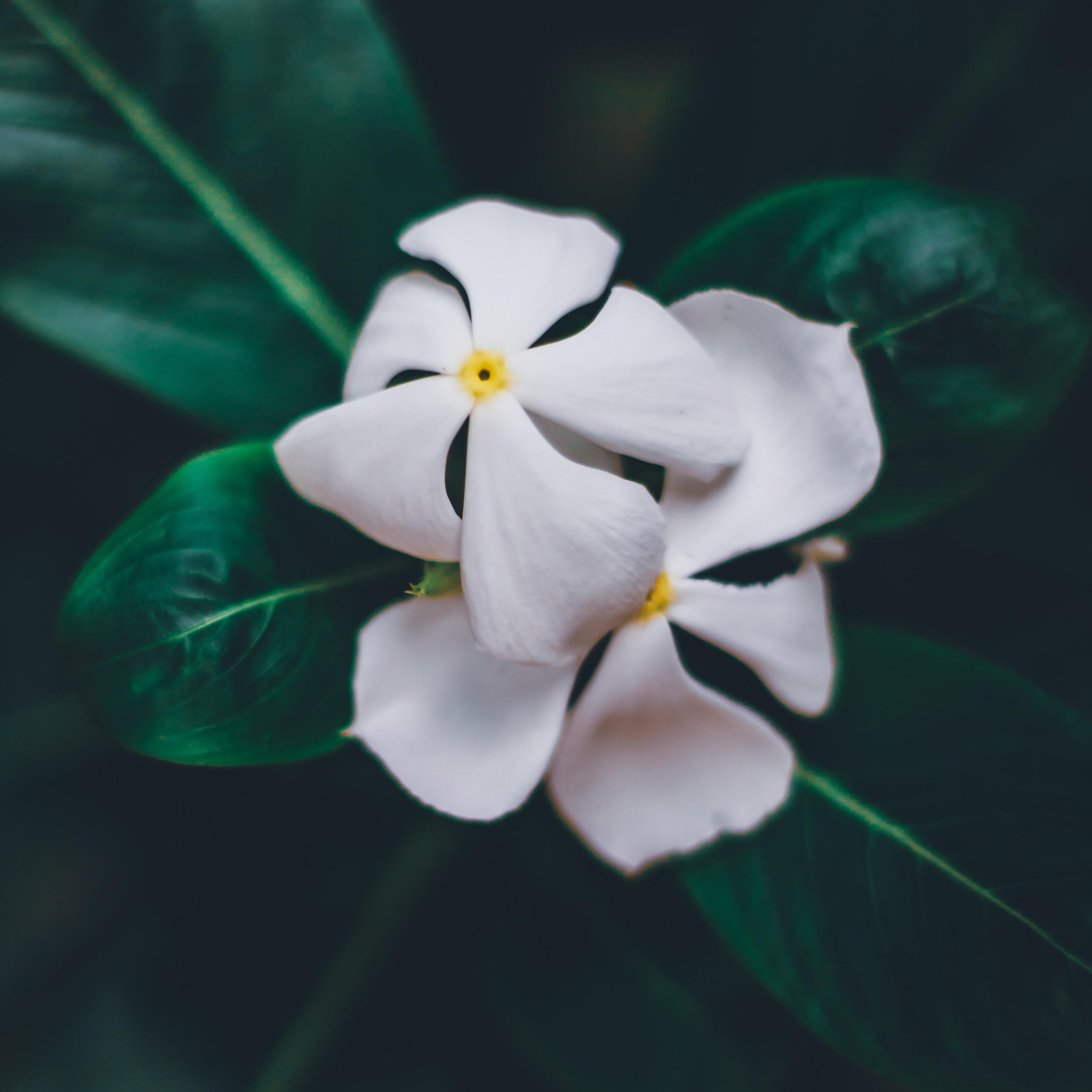 White flower on a green background. ShaSha Jewelry - OceanEye Collection